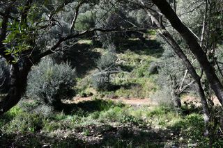Αγροτεμάχια 5.893 τ.μ. για πώληση, Θεσπρωτία, Σύβοτα-thumb-8