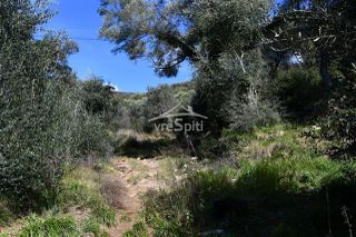Αγροτεμάχια 5.893 τ.μ. για πώληση, Θεσπρωτία, Σύβοτα-thumb-17