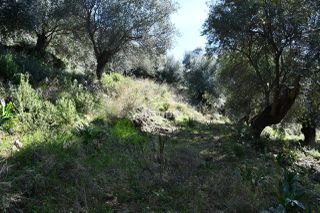 Αγροτεμάχια 5.893 τ.μ. για πώληση, Θεσπρωτία, Σύβοτα-thumb-18