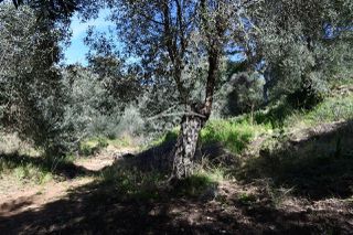 Αγροτεμάχια 5.893 τ.μ. για πώληση, Θεσπρωτία, Σύβοτα-thumb-21