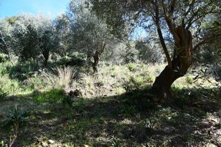 Αγροτεμάχια 5.893 τ.μ. για πώληση, Θεσπρωτία, Σύβοτα-thumb-22