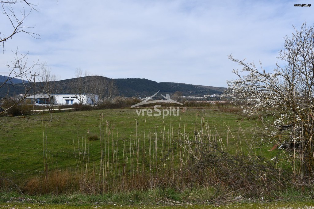 Αγροτεμάχια 4.800 τ.μ. προς πώληση, Πεδινή