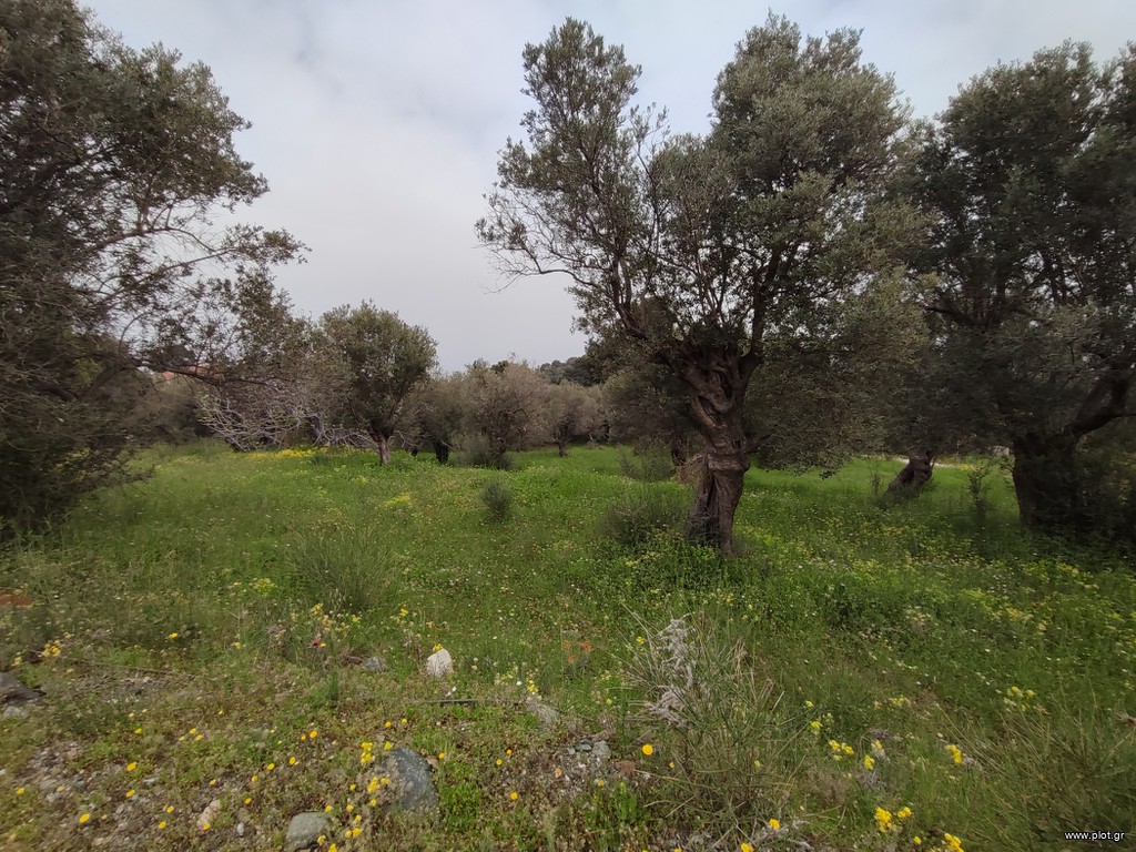 Οικόπεδο 3.277 τ.μ. πρός πώληση, Ν. Λέσβου, Λέσβος - Μυτιλήνη