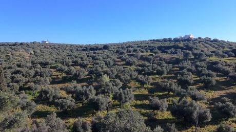 Αγροτεμάχια 10.000 τ.μ. προς πώληση