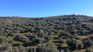 Αγροτεμάχια 10.000 τ.μ. για πώληση