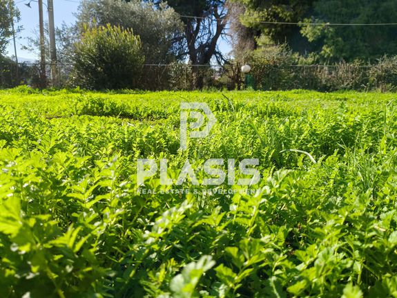 Αγροτεμάχια 2.200 τ.μ. για πώληση, Αθήνα - Ανατολικά Προάστια, Μαραθώνας