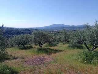 Αγροτεμάχια 7.000 τ.μ. για πώληση, Μεσσηνία, Αριστομένης-thumb-1