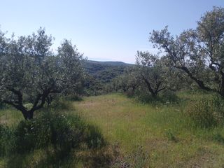 Αγροτεμάχια 7.000 τ.μ. για πώληση, Μεσσηνία, Αριστομένης-thumb-6