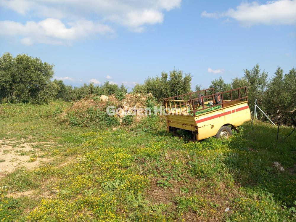 Οικόπεδο 267 τ.μ. προς πώληση, Ελιά Μολάων