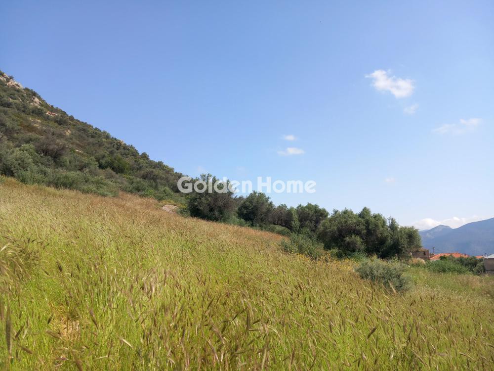 Αγροτεμάχια 5.016 τ.μ. προς πώληση, Πάκια