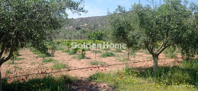 Parcel 3.500 sqm for sale, Athens - East, Koropi