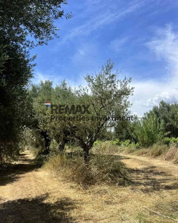 Αγροτεμάχια 7.489 τ.μ. για πώληση, Μεσσηνία, Μελιγαλά