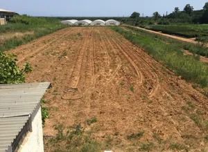 Οικόπεδο 250 τ.μ. για πώληση, Μεσσηνία, Μεσσήνη-thumb-4