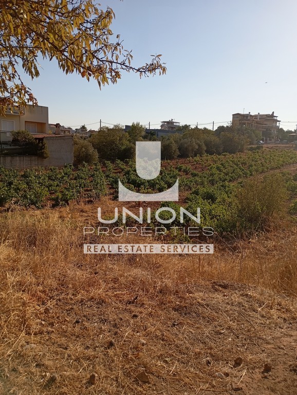 Οικόπεδο 1.445 τ.μ. πρός πώληση, Αθήνα - Ανατολικά Προάστια, Αρτέμιδα (λούτσα)