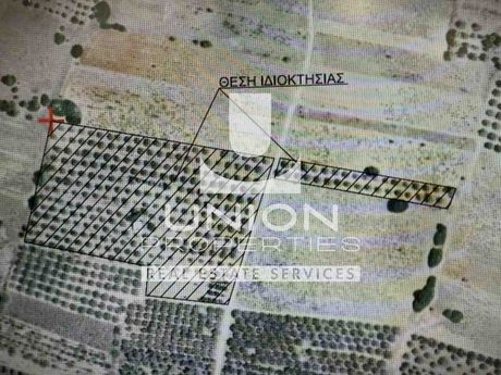 Αγροτεμάχια 22.000 τ.μ. για πώληση