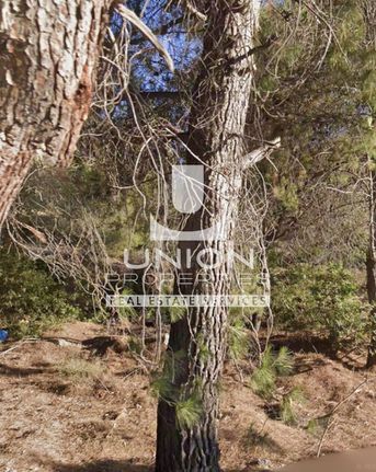 Οικόπεδο 10.967,59 τ.μ. για πώληση, Αττική - Υπόλοιπο, Μαρκόπουλο