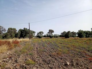 Αγροτεμάχια 2.500 τ.μ. για πώληση
