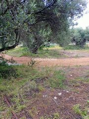 Αγροτεμάχια 2.500 τ.μ. προς πώληση, Κέντρο Τυμπακίου-thumb-1