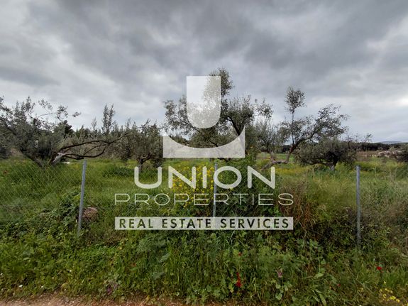 Land plot 9.809,07 sqm for sale, Athens - East, Koropi