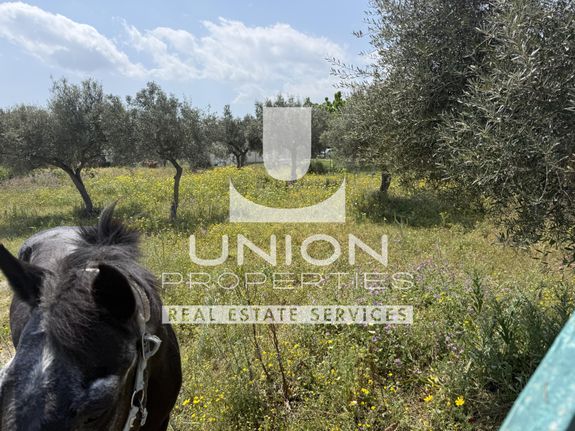 Αγροτεμάχια 3.000 τ.μ. για πώληση, Αθήνα - Ανατολικά Προάστια, Κορωπί