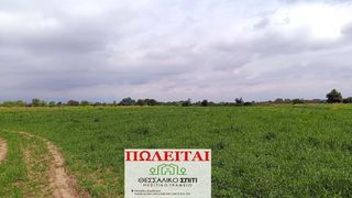 Αγροτεμάχια 11.000 τ.μ. για πώληση