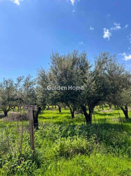Parcel 11.800 sqm for sale