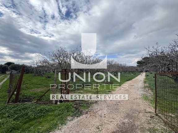 Parcel 39.500 sqm for sale, Rest Of Attica, Palaia Fokaia