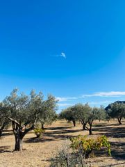 Βίλλα 334 τ.μ. για πώληση, Αττική - Υπόλοιπο, Αφίδνες-thumb-7