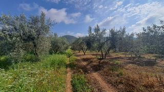 Αγροτεμάχια 6.300 τ.μ. για πώληση