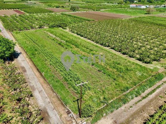 Αγροτεμάχια 3.000 τ.μ. για πώληση, Ημαθία, Ανθεμιά