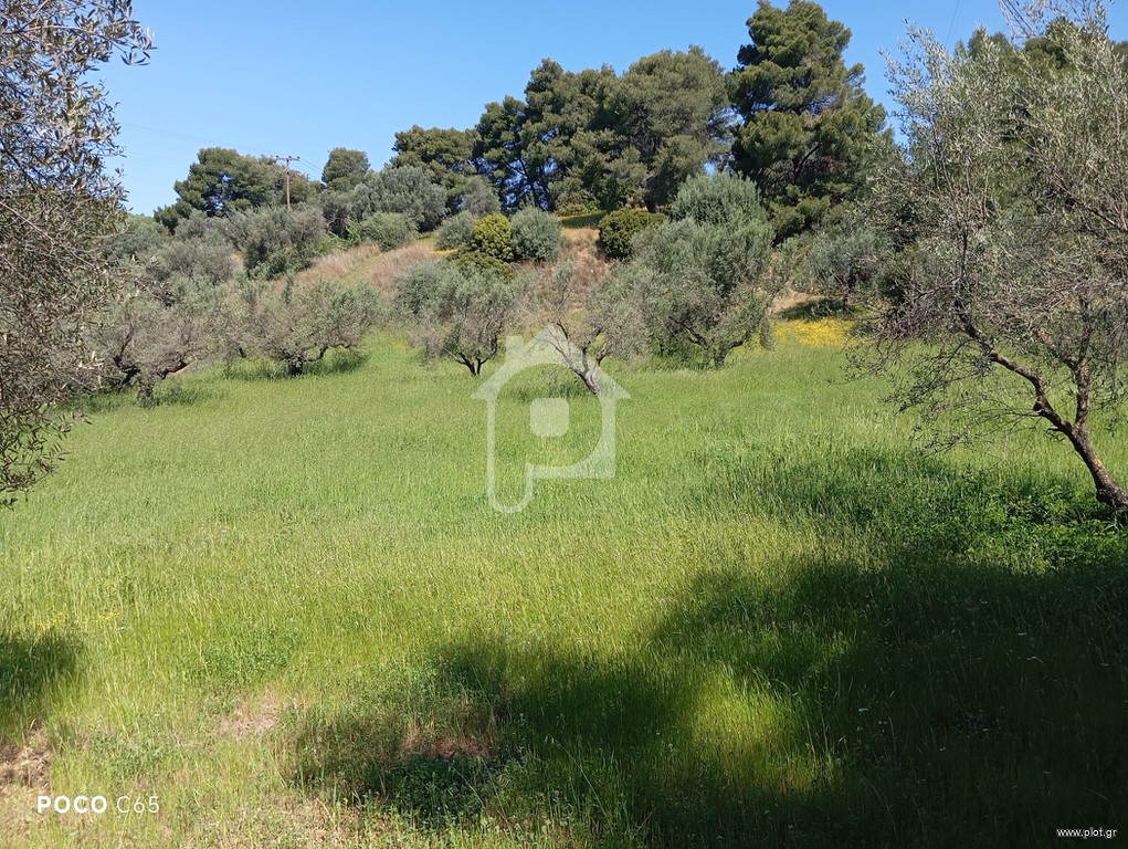 Αγροτεμάχια 2.710 τ.μ. για πώληση, Αχαΐα, Μεσσατίδα
