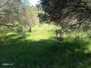 Αγροτεμάχια 2.710 τ.μ. για πώληση, Αχαΐα, Μεσσατίδα-thumb-2