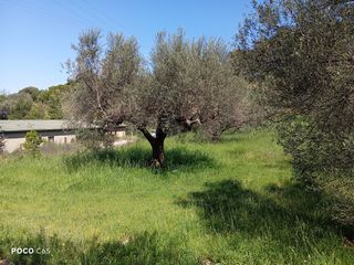 Αγροτεμάχια 2.710 τ.μ. για πώληση, Αχαΐα, Μεσσατίδα-thumb-6