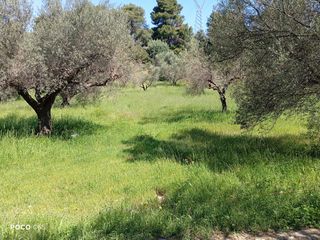 Αγροτεμάχια 2.710 τ.μ. για πώληση, Αχαΐα, Μεσσατίδα-thumb-7