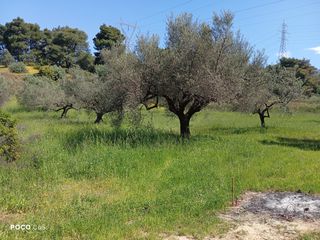 Αγροτεμάχια 2.710 τ.μ. για πώληση, Αχαΐα, Μεσσατίδα-thumb-8