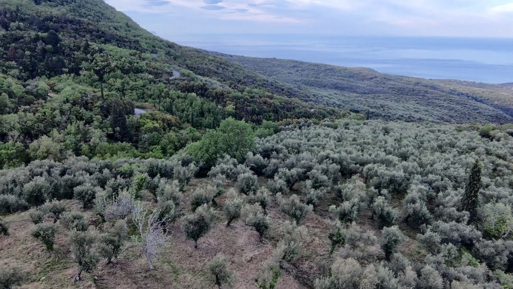 Αγροτεμάχια 7.884,70 τ.μ. πρός πώληση, Μεσσηνία, Λεύκτρος