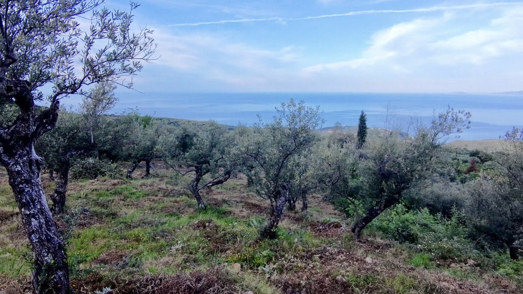Αγροτεμάχια 7.884,70 τ.μ. πρός πώληση, Μεσσηνία, Λεύκτρος
