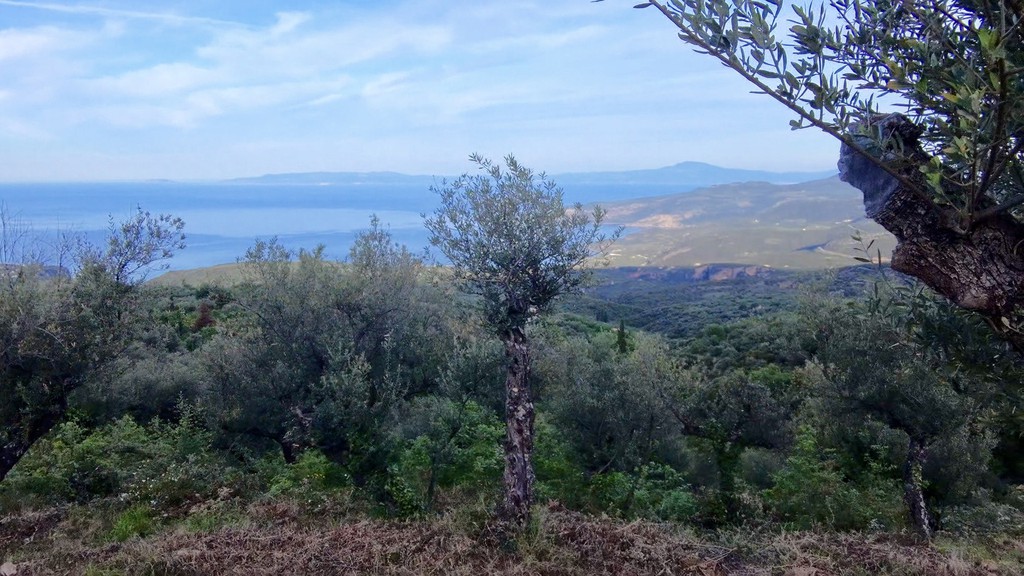Αγροτεμάχια 7.884,70 τ.μ. πρός πώληση, Μεσσηνία, Λεύκτρος