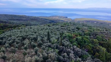 Αγροτεμάχια 7.884,70 τ.μ. προς πώληση
