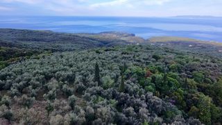 Αγροτεμάχια 7.884,70 τ.μ. για πώληση