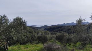 Αγροτεμάχια 9.970 τ.μ. για πώληση, Μεσσηνία, Μεθώνη-thumb-11