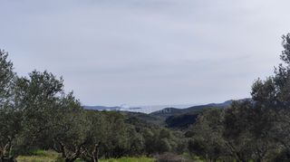 Αγροτεμάχια 9.970 τ.μ. για πώληση, Μεσσηνία, Μεθώνη-thumb-13