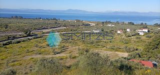 Αγροτεμάχια 4.000 τ.μ. για πώληση