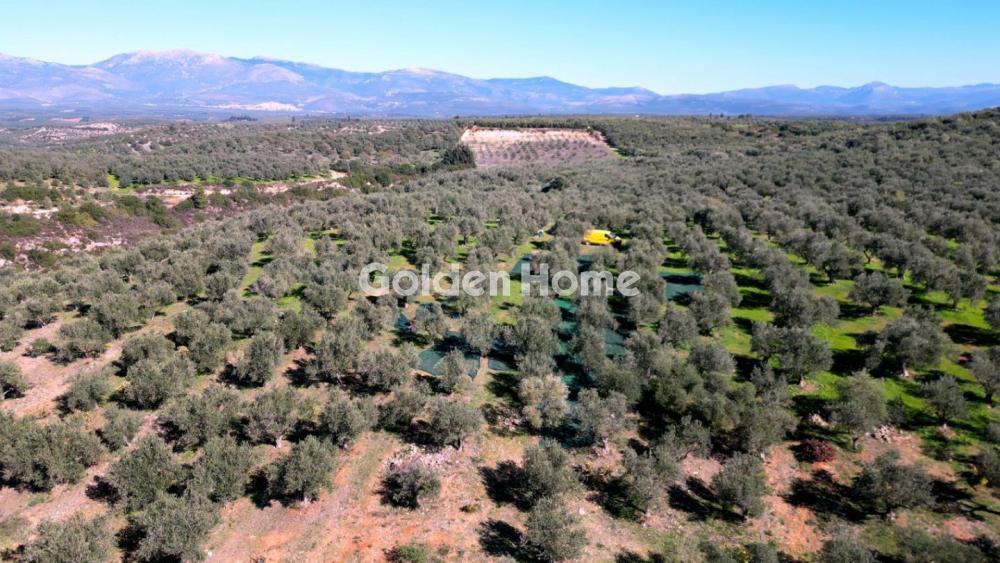 Αγροτεμάχια 170.000 τ.μ. προς πώληση, Γράμμουσα