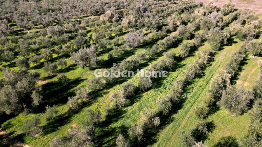 Αγροτεμάχια 170.000 τ.μ. προς πώληση, Γράμμουσα