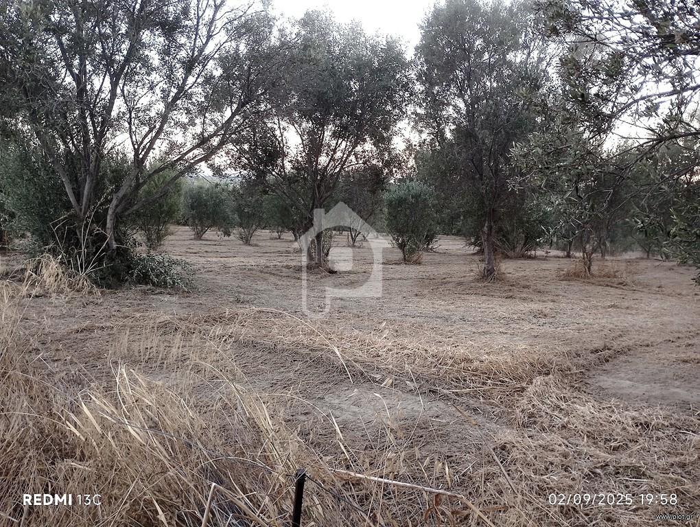 Αγροτεμάχια 6.971 τ.μ. πρός πώληση, Ν. Ηλείας, Πύργος