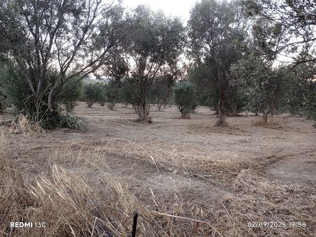 Αγροτεμάχια 6.971 τ.μ. για πώληση
