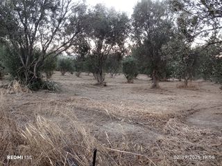 Αγροτεμάχια 6.971 τ.μ. για πώληση