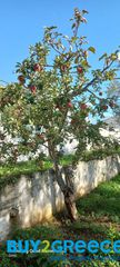 Μονοκατοικία 154 τ.μ. για πώληση, Μεσσηνία, Νέστορας-thumb-13