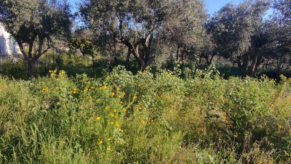 Οικόπεδο 1.000 τ.μ. πρός πώληση, Μεσσηνία, Κορώνη